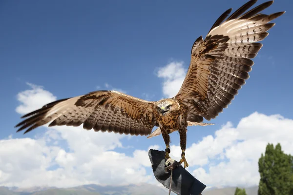 Falcon has spread wings. — Stock Photo, Image