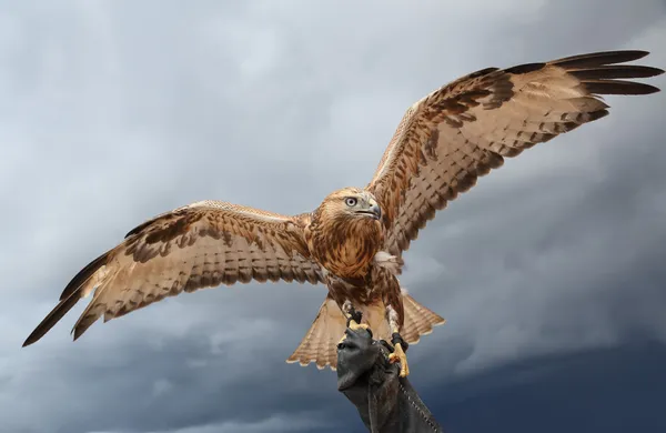 Falcon heeft vleugels spreiden. Rechtenvrije Stockafbeeldingen