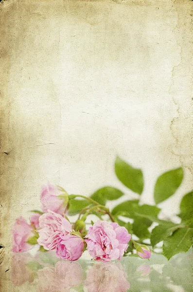 Chiudi su un mazzo di rose rosa — Foto Stock