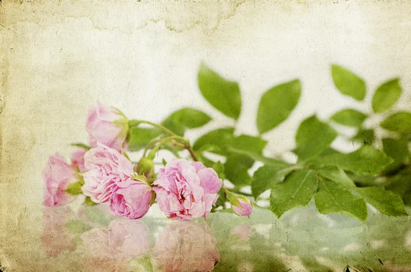 Fechar em cima de um monte de rosas rosa — Fotografia de Stock