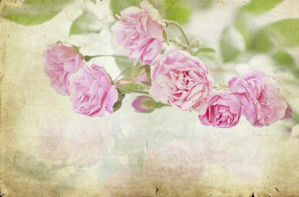 Close up on a bunch of pink roses — Stock Photo, Image