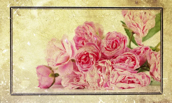 Vintage rozen — Stockfoto