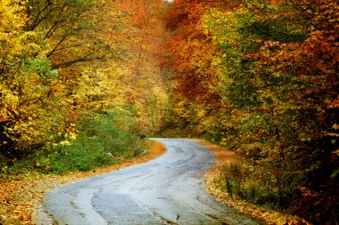 Sonbahar ormanında yol