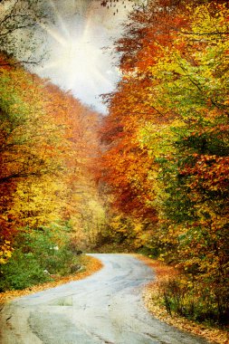 Sonbahar ormanında yol