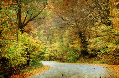 Sonbahar ormanında yol