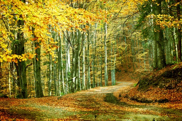 Vintage road in autumn forest — Stock Photo, Image