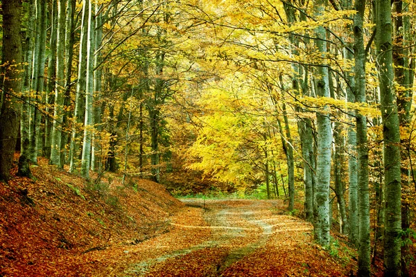 Road in autumn forest — Stock Photo, Image