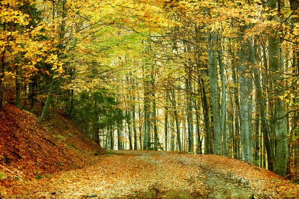 Út az őszi erdőben — Stock Fotó