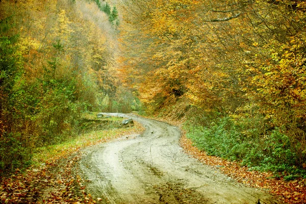 Slingriga vägen i höst skog — Stockfoto