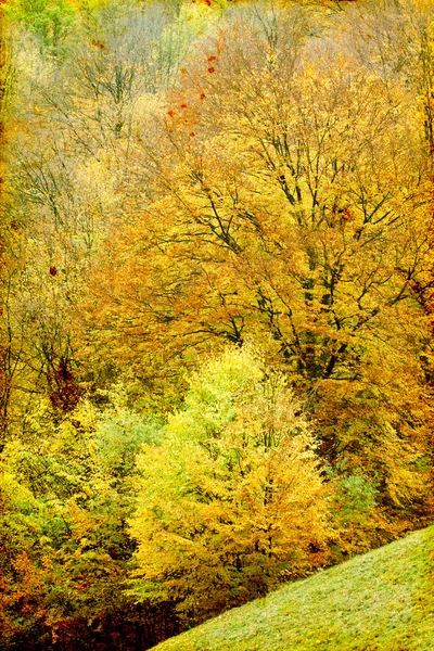 Lonely beautiful autumn trees — Stock Photo, Image