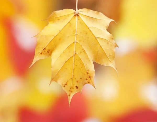 Hintergrund Herbst — Stockfoto