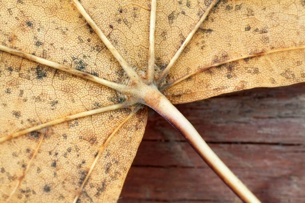 Texture des feuilles et du bois — Photo