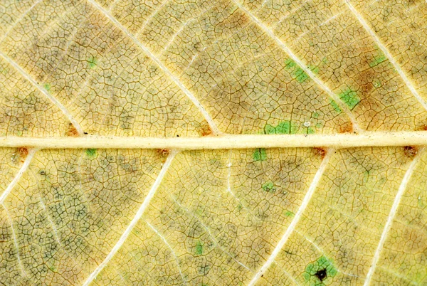 Textura de la hoja — Foto de Stock