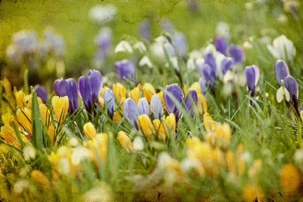 Foto vintage de campo de primavera — Fotografia de Stock