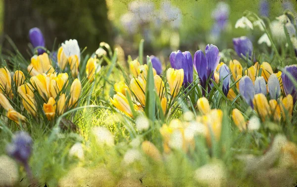 Foto vintage de campo de primavera — Fotografia de Stock