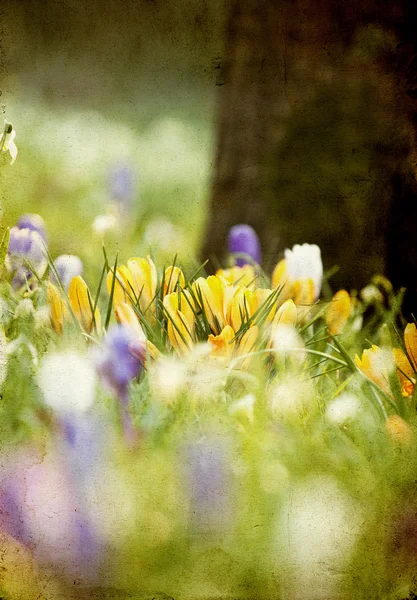 Jahrgangsfoto vom Frühlingsfeld — Stockfoto