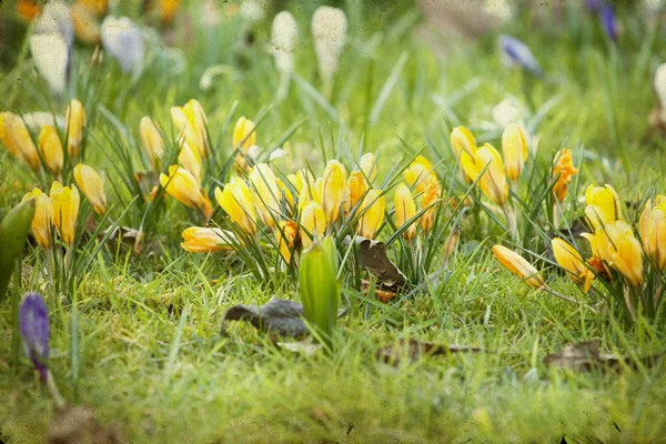 Vintage photo of spring field — Stock Photo, Image