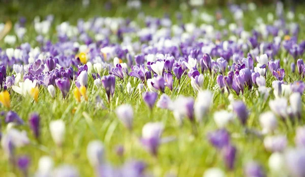 Барвисті квіти Крокус — стокове фото