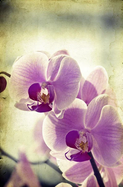 Vintage orchidea — Zdjęcie stockowe