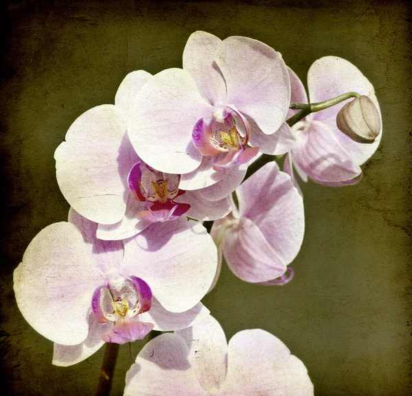 Orchidée rose sur fond vintage — Photo