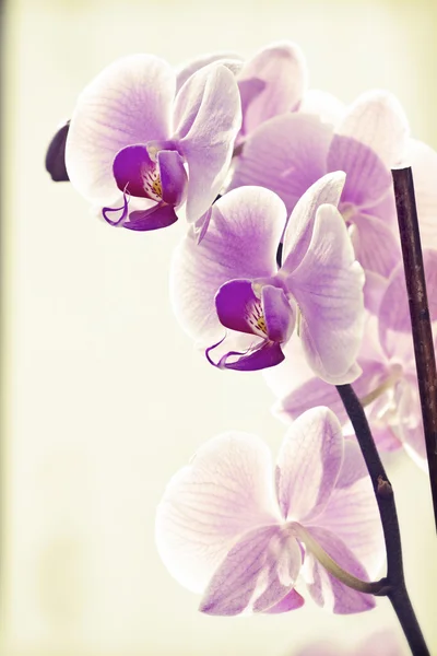 Růžová orchidej — Stock fotografie