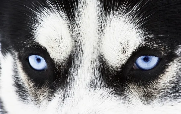 Malamute ojos — Foto de Stock