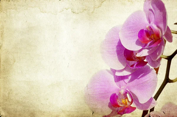 Vintage orchidea — Zdjęcie stockowe