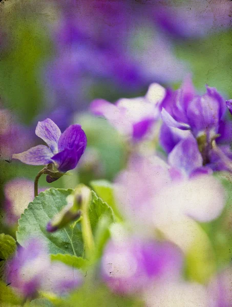 Vintage flowers — Stock Photo, Image