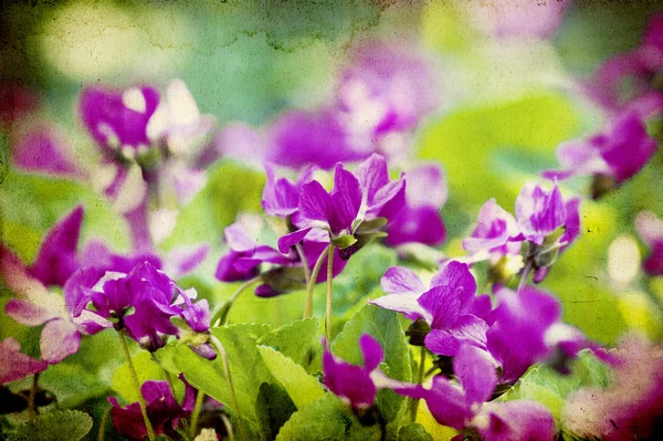 Vintage blommor — Stockfoto