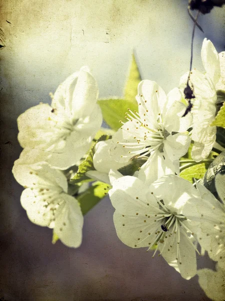 Vintage blossom — Stock Photo, Image