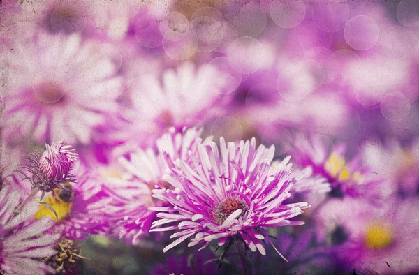 Bakgrund av rosa blommor — Stockfoto