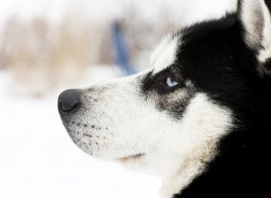 Husky köpek
