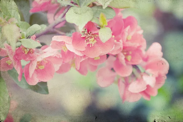 Vintage photo of pink flowers — Stock Photo, Image