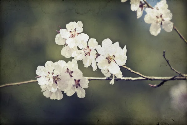 Våren blossom — Stockfoto