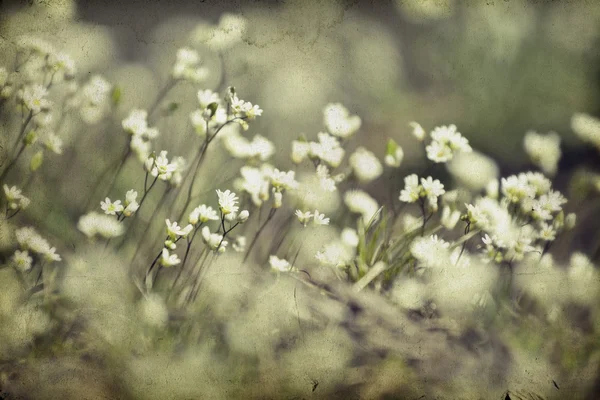 Fundo floral vintage — Fotografia de Stock