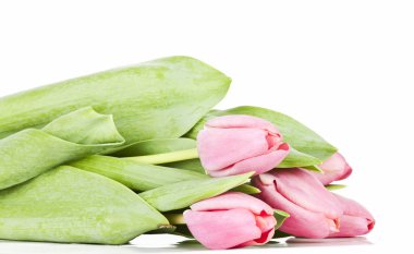 Beyaz arkaplanda pembe laleler