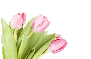 Beyaz arkaplanda pembe laleler