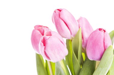 Beyaz arkaplanda pembe laleler