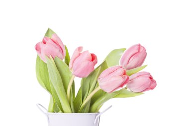 Beyaz arkaplanda pembe laleler
