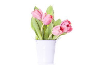 Beyaz arkaplanda pembe laleler