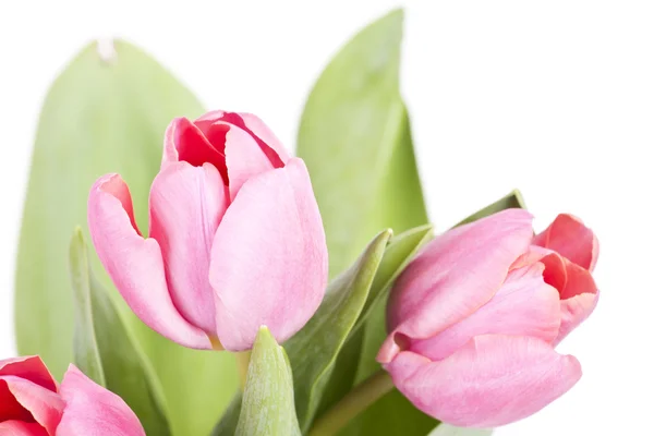 Pink tulips on white background — Stock Photo, Image