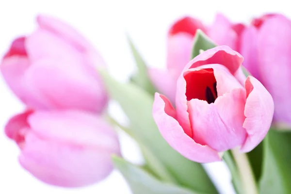 Рожеві тюльпани на білому тлі — стокове фото