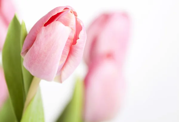 Růžové tulipány na bílém pozadí — Stock fotografie