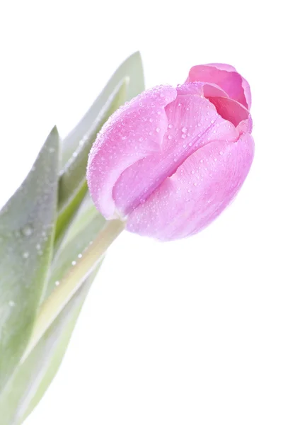白色背景的粉红郁金香 — 图库照片