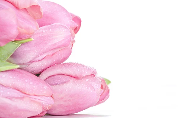 Roze tulpen op witte achtergrond — Stockfoto