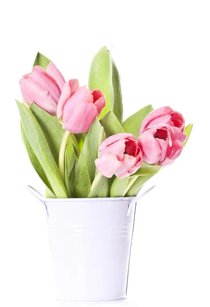 Pink tulips on white background — Stock Photo, Image