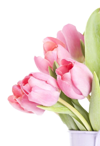 Růžové tulipány na bílém pozadí — Stock fotografie