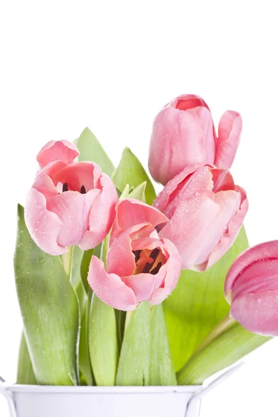 Tulipanes rosados sobre fondo blanco — Foto de Stock
