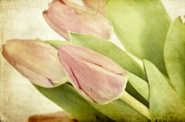 Tulipes anciennes — Photo