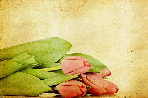 Ročník tulipány — Stock fotografie